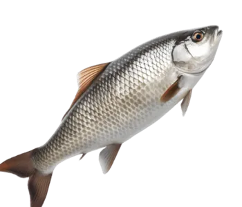Banco di pesce selezionato