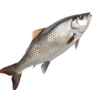 Banco Pesce