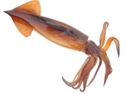 Calamari Selezionati