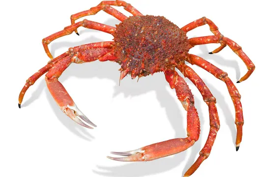 Crostacei vivi