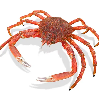 Crostacei vivi in esposizione