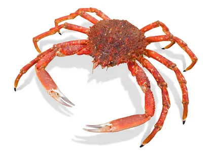 Crostacei vivi