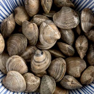 Selezione di molluschi freschi
