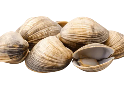 Molluschi selezionati